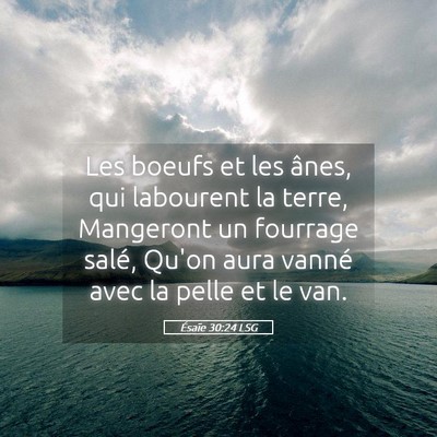 Picture 05 - Ésaïe 30:24 LSG - Les boeufs et les ânes, qui labourent la terre, - Bible Verse Picture