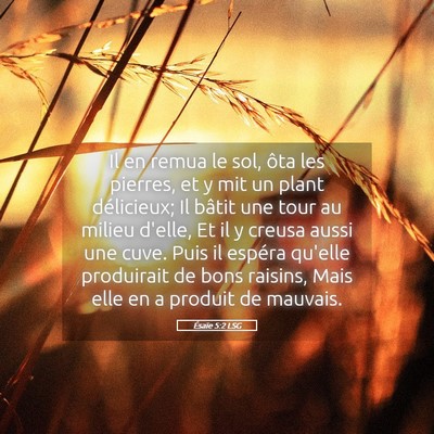 Picture 05 - Ésaïe 5:2 LSG - Il en remua le sol, ôta les pierres, et y mit un - Bible Verse Picture