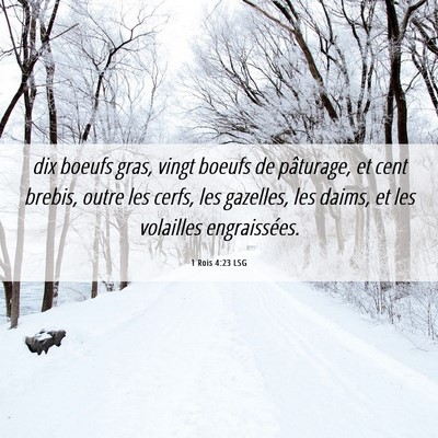Picture 06 - 1 Rois 4:23 LSG - dix boeufs gras, vingt boeufs de pâturage, et - Bible Verse Picture