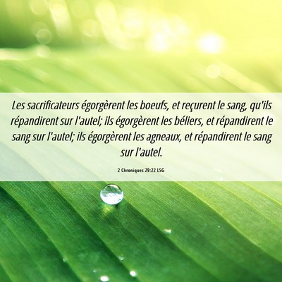 Picture 06 - 2 Chroniques 29:22 LSG - Les sacrificateurs égorgèrent les boeufs, et - Bible Verse Picture