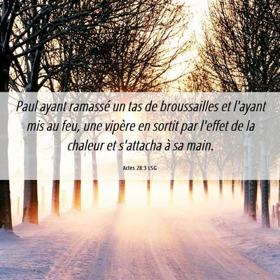 Picture 06 - Actes 28:3 LSG - Paul ayant ramassé un tas de broussailles et - Bible Verse Picture