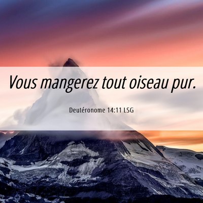 Picture 06 - Deutéronome 14:11 LSG - Vous mangerez tout oiseau - Bible Verse Picture