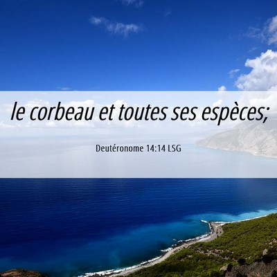 Picture 06 - Deutéronome 14:14 LSG - le corbeau et toutes ses - Bible Verse Picture