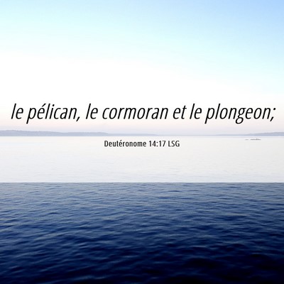 Picture 06 - Deutéronome 14:17 LSG - le pélican, le cormoran et le - Bible Verse Picture