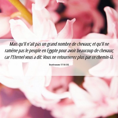 Picture 06 - Deutéronome 17:16 LSG - Mais qu'il n'ait pas un grand nombre de chevaux; - Bible Verse Picture