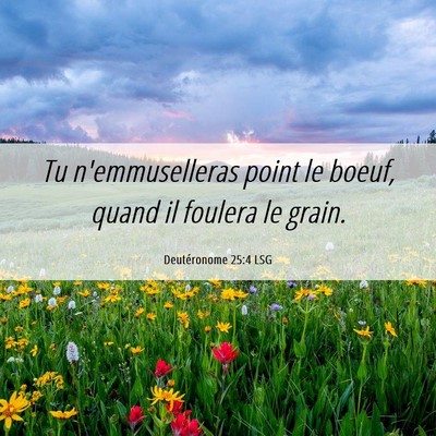 Picture 06 - Deutéronome 25:4 LSG - Tu n'emmuselleras point le boeuf, quand il - Bible Verse Picture