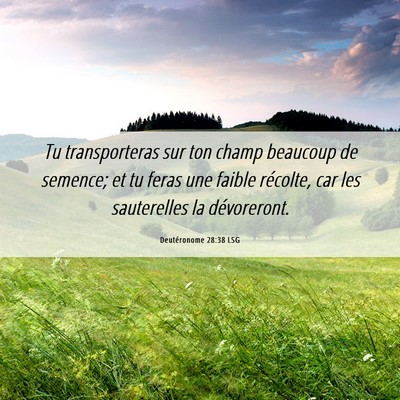 Picture 06 - Deutéronome 28:38 LSG - Tu transporteras sur ton champ beaucoup de - Bible Verse Picture