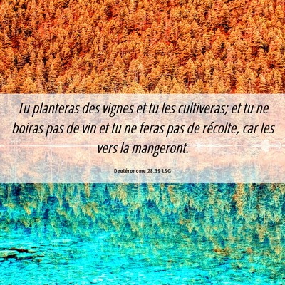 Picture 06 - Deutéronome 28:39 LSG - Tu planteras des vignes et tu les cultiveras; et - Bible Verse Picture