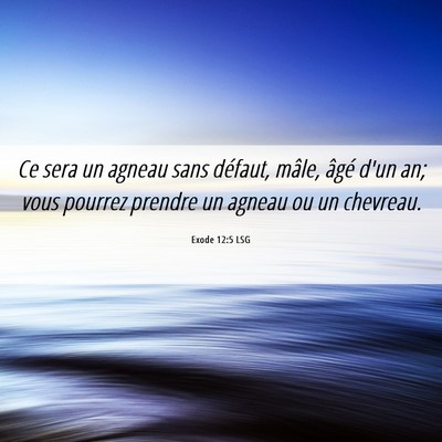 Picture 06 - Exode 12:5 LSG - Ce sera un agneau sans défaut, mâle, âgé d'un - Bible Verse Picture