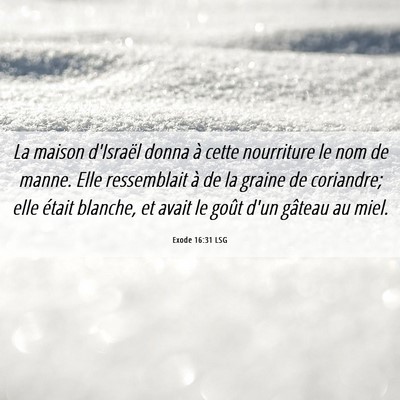 Picture 06 - Exode 16:31 LSG - La maison d'Israël donna à cette nourriture le - Bible Verse Picture