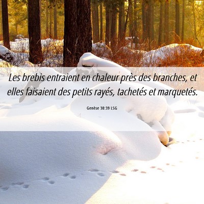 Picture 06 - Genèse 30:39 LSG - Les brebis entraient en chaleur près des - Bible Verse Picture