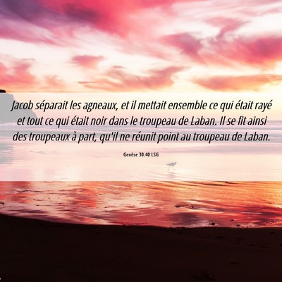 Picture 06 - Genèse 30:40 LSG - Jacob séparait les agneaux, et il mettait - Bible Verse Picture