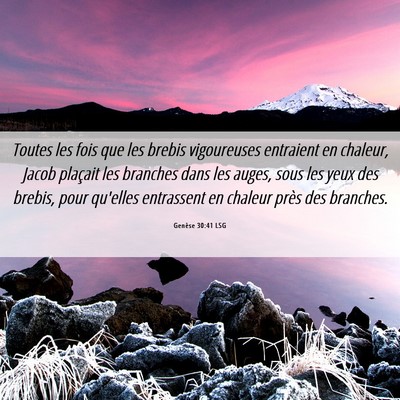 Picture 06 - Genèse 30:41 LSG - Toutes les fois que les brebis vigoureuses - Bible Verse Picture