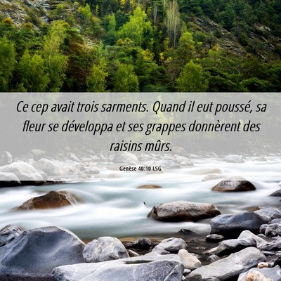Picture 06 - Genèse 40:10 LSG - Ce cep avait trois sarments. Quand il eut - Bible Verse Picture