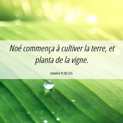 Picture 06 - Genèse 9:20 LSG - Noé commença à cultiver la terre, et planta de - Bible Verse Picture