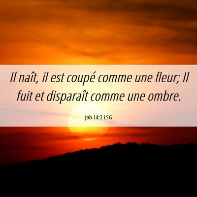 Picture 06 - Job 14:2 LSG - Il naît, il est coupé comme une fleur; Il fuit - Bible Verse Picture