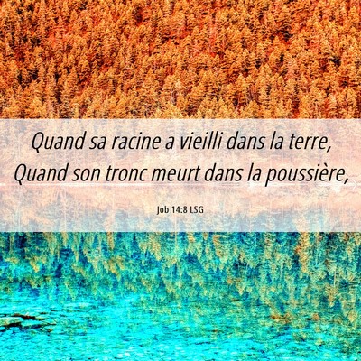 Picture 06 - Job 14:8 LSG - Quand sa racine a vieilli dans la terre, Quand - Bible Verse Picture