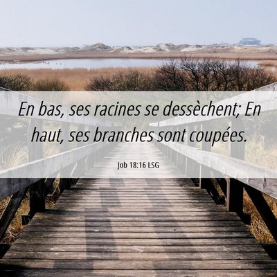 Picture 06 - Job 18:16 LSG - En bas, ses racines se dessèchent; En haut, ses - Bible Verse Picture