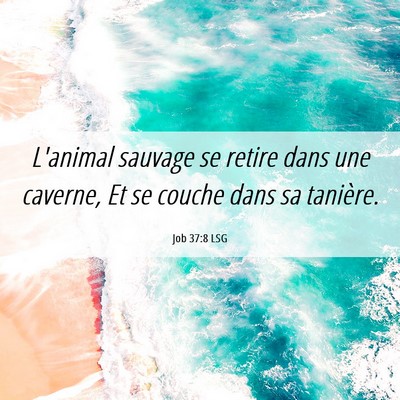 Picture 06 - Job 37:8 LSG - L'animal sauvage se retire dans une caverne, Et - Bible Verse Picture