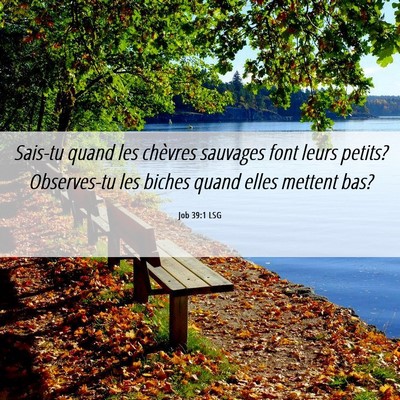 Picture 06 - Job 39:1 LSG - Sais-tu quand les chèvres sauvages font leurs - Bible Verse Picture