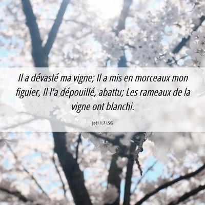 Picture 06 - Joël 1:7 LSG - Il a dévasté ma vigne; Il a mis en morceaux mon - Bible Verse Picture