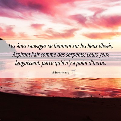 Picture 06 - Jérémie 14:6 LSG - Les ânes sauvages se tiennent sur les lieux - Bible Verse Picture