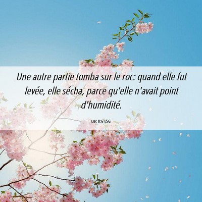 Picture 06 - Luc 8:6 LSG - Une autre partie tomba sur le roc: quand elle fut - Bible Verse Picture