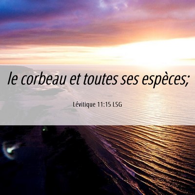 Picture 06 - Lévitique 11:15 LSG - le corbeau et toutes ses - Bible Verse Picture