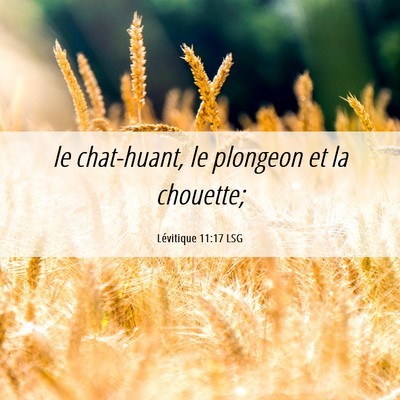 Picture 06 - Lévitique 11:17 LSG - le chat-huant, le plongeon et la - Bible Verse Picture