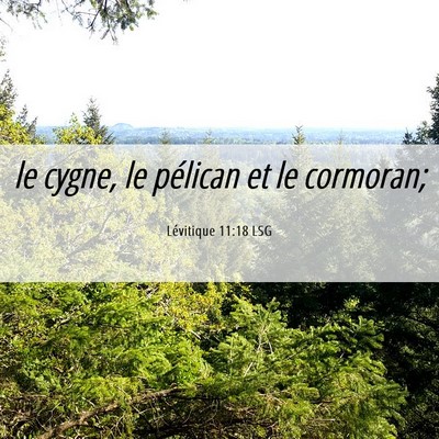Picture 06 - Lévitique 11:18 LSG - le cygne, le pélican et le - Bible Verse Picture
