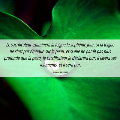 Picture 06 - Lévitique 13:34 LSG - Le sacrificateur examinera la teigne le septième - Bible Verse Picture