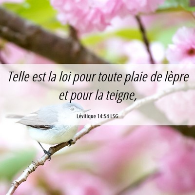 Picture 06 - Lévitique 14:54 LSG - Telle est la loi pour toute plaie de lèpre et - Bible Verse Picture