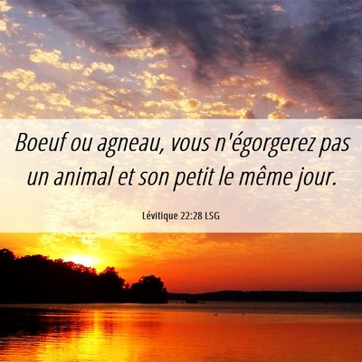 Picture 06 - Lévitique 22:28 LSG - Boeuf ou agneau, vous n'égorgerez pas un animal - Bible Verse Picture