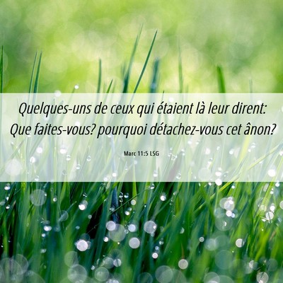 Picture 06 - Marc 11:5 LSG - Quelques-uns de ceux qui étaient là leur - Bible Verse Picture