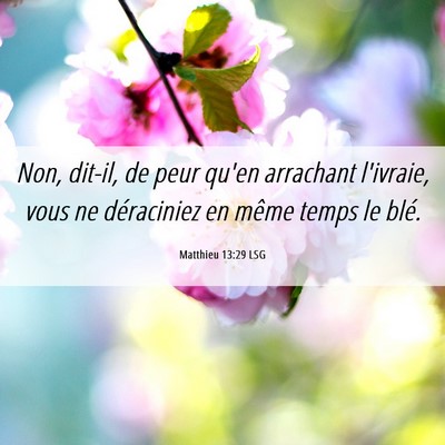Picture 06 - Matthieu 13:29 LSG - Non, dit-il, de peur qu'en arrachant l'ivraie, - Bible Verse Picture