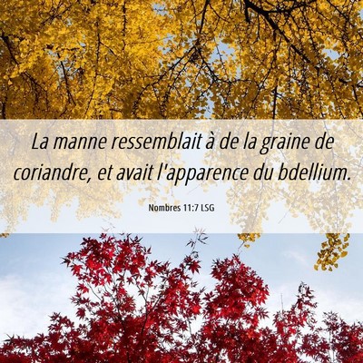 Picture 06 - Nombres 11:7 LSG - La manne ressemblait à de la graine de - Bible Verse Picture