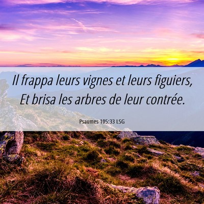 Picture 06 - Psaumes 105:33 LSG - Il frappa leurs vignes et leurs figuiers, Et - Bible Verse Picture