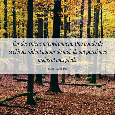 Picture 06 - Psaumes 22:16 LSG - Car des chiens m'environnent, Une bande de - Bible Verse Picture