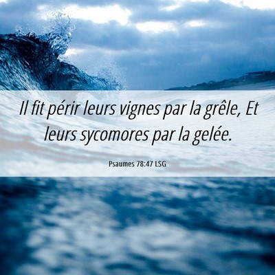 Picture 06 - Psaumes 78:47 LSG - Il fit périr leurs vignes par la grêle, Et - Bible Verse Picture