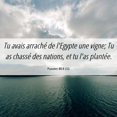 Picture 06 - Psaumes 80:8 LSG - Tu avais arraché de l'Egypte une vigne; Tu as - Bible Verse Picture