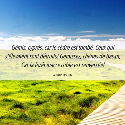 Picture 06 - Zacharie 11:2 LSG - Gémis, cyprès, car le cèdre est tombé, Ceux - Bible Verse Picture