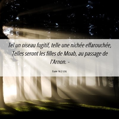 Picture 06 - Ésaïe 16:2 LSG - Tel un oiseau fugitif, telle une nichée - Bible Verse Picture