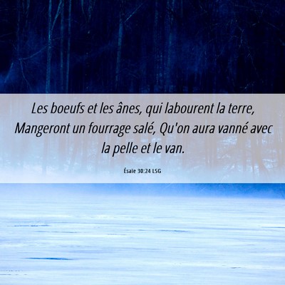 Picture 06 - Ésaïe 30:24 LSG - Les boeufs et les ânes, qui labourent la terre, - Bible Verse Picture