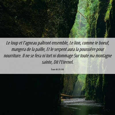 Picture 06 - Ésaïe 65:25 LSG - Le loup et l'agneau paîtront ensemble, Le lion, - Bible Verse Picture