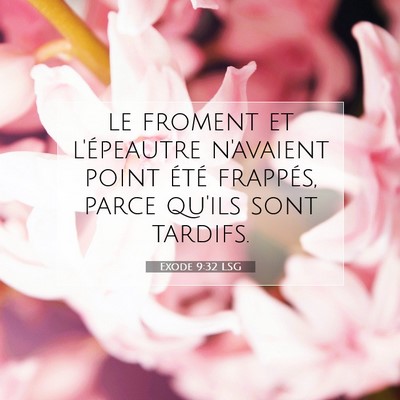 Picture 07 - Exode 9:32 LSG - le froment et l'épeautre n'avaient point été - Bible Verse Picture