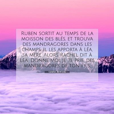 Picture 07 - Genèse 30:14 LSG - Ruben sortit au temps de la moisson des blés, et - Bible Verse Picture