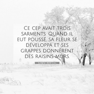 Picture 07 - Genèse 40:10 LSG - Ce cep avait trois sarments. Quand il eut - Bible Verse Picture