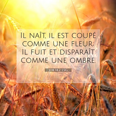 Picture 07 - Job 14:2 LSG - Il naît, il est coupé comme une fleur; Il fuit - Bible Verse Picture