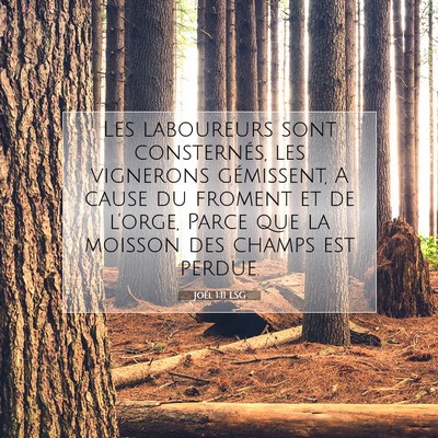 Picture 07 - Joël 1:11 LSG - Les laboureurs sont consternés, les vignerons - Bible Verse Picture