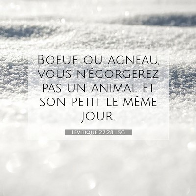 Picture 07 - Lévitique 22:28 LSG - Boeuf ou agneau, vous n'égorgerez pas un animal - Bible Verse Picture